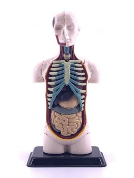 Фото #2 Анатомический набор (тело)