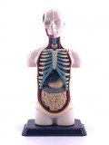 Превью-фото #3 Анатомический набор (тело)